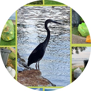 The Heron of the Green Barrels